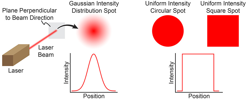 Varietal specifics of the main linear parameters of seeds